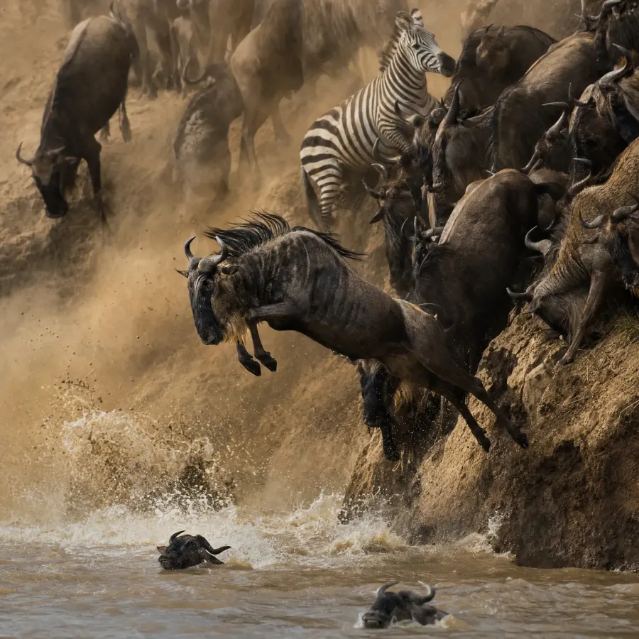 A wildebeest leaping from a dusty riverbank into the Mara River as the herd and a zebra follow