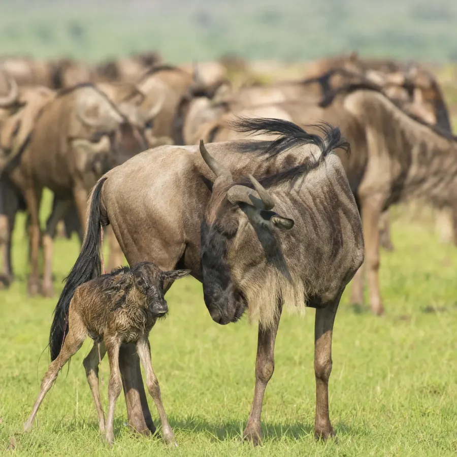A newborn wildebeest calf standing beside its mother on green grass, the herd behind them