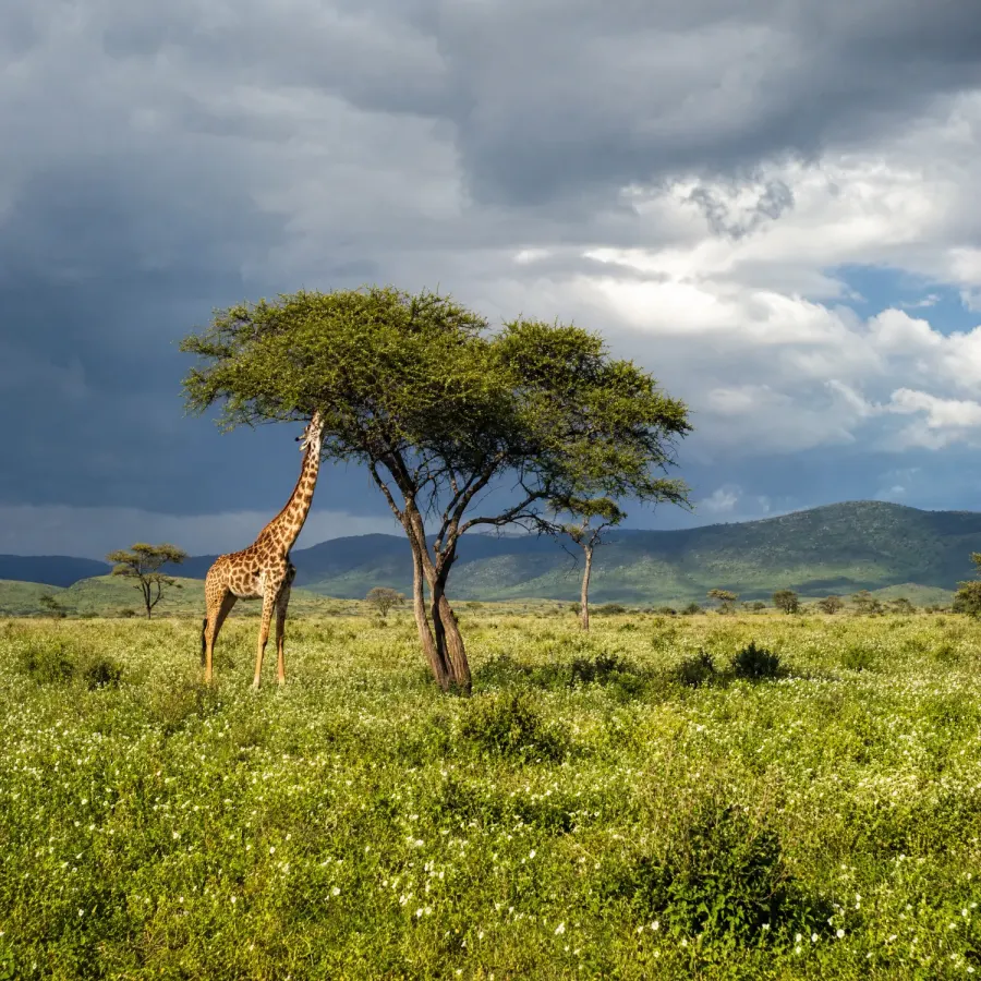 A giraffe browsing an acacia tree on a lush green plain dotted with white flowers, under a stormy sky