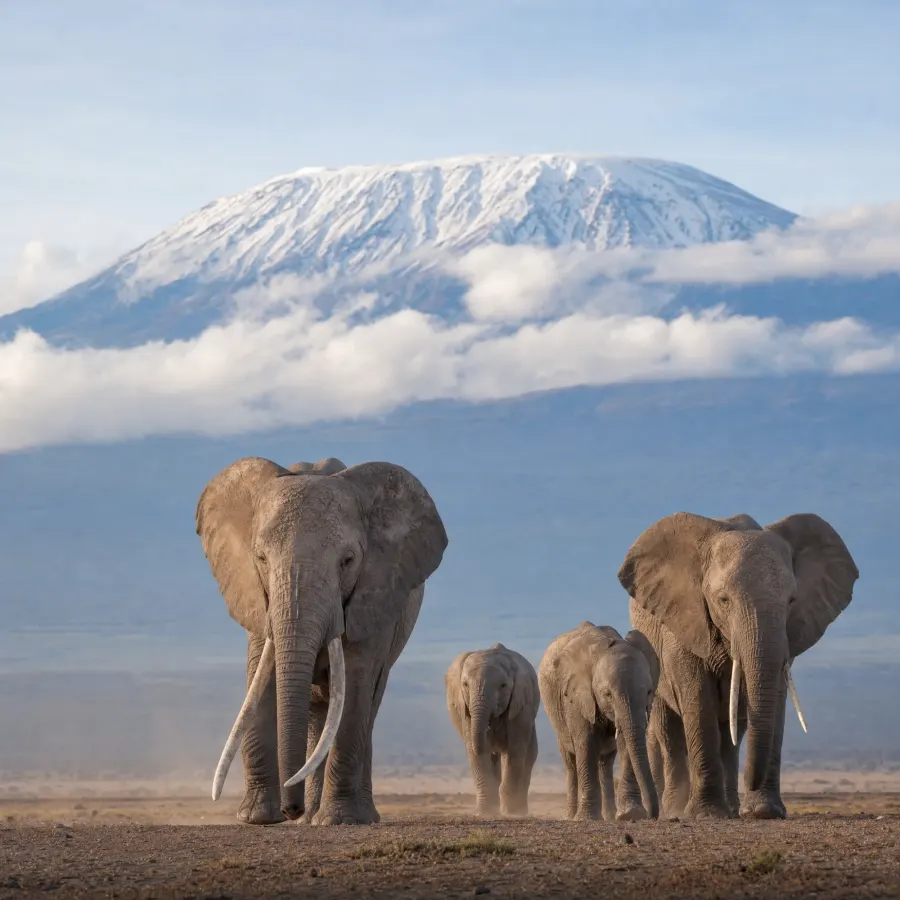 A family of elephants with long tusks walking toward the camera, snow-capped Kilimanjaro above the clouds behind them